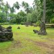 39- Le site archeologique de Hikokua 